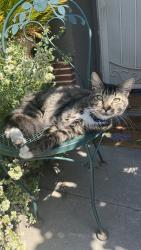 Lost Male Cat last seen E Gilbert Ave & S Orchard Ave, Fresno, CA 93721