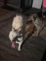 Reunited Unknown Dog last seen Deep dell, Spring Valley, CA 92114