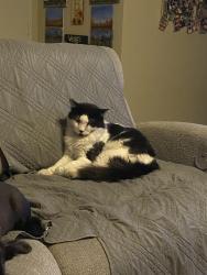 Lost Male Cat last seen Lake Mead and Michael Way, Las Vegas, NV 89108