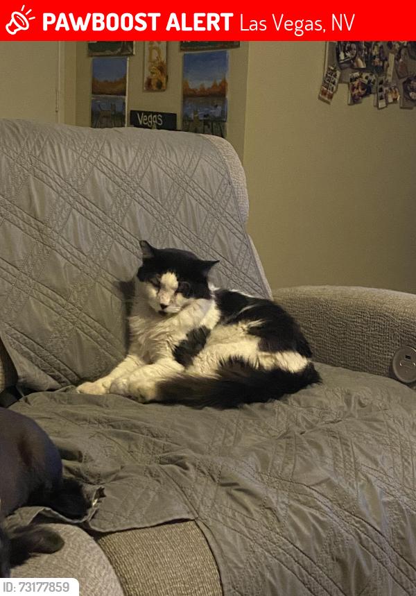 Lost Male Cat last seen Lake Mead and Michael Way, Las Vegas, NV 89108