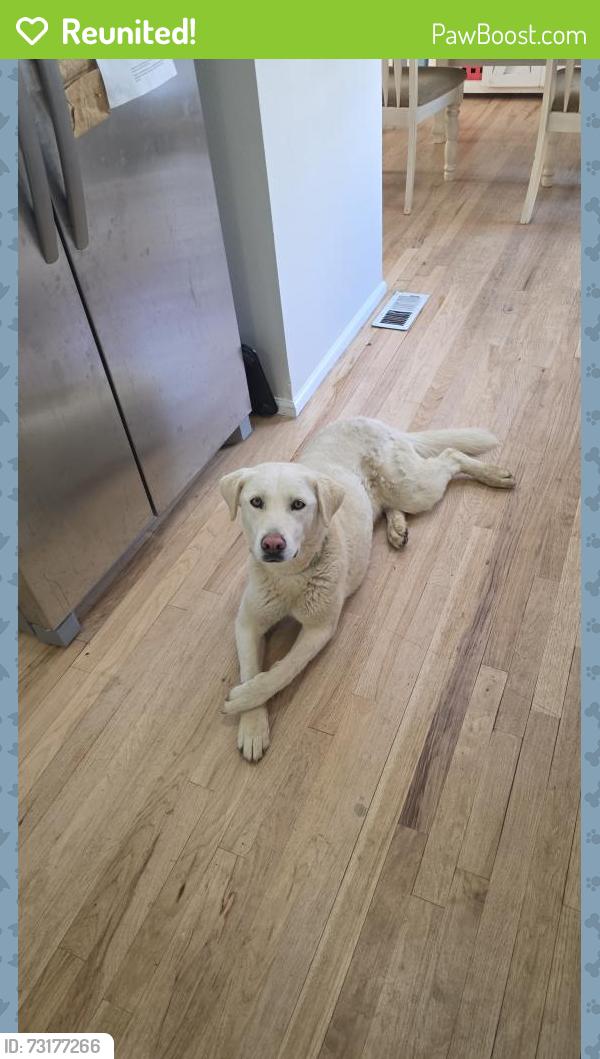 Reunited Female Dog last seen Dunkirk, Aurora, CO 80013