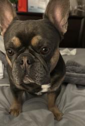 Lost Male Dog last seen Ann Arbor trail and Hazelton street, Dearborn Heights, MI 48127