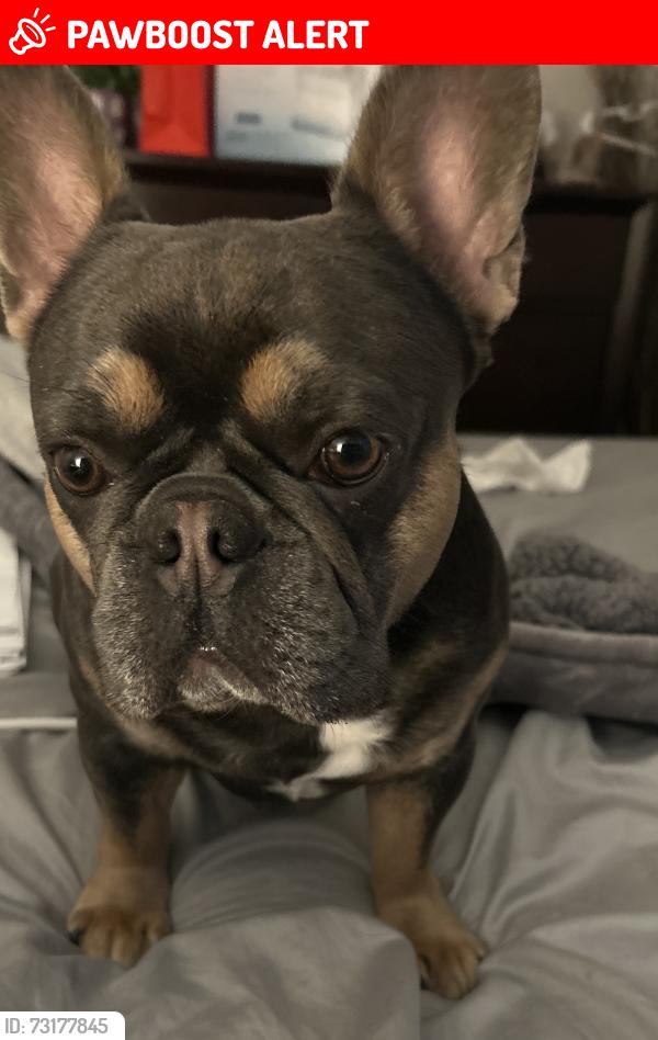 Lost Male Dog last seen Ann Arbor trail and Hazelton street, Dearborn Heights, MI 48127