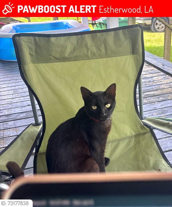 Lost Male Cat last seen s leblanc rd, Estherwood, LA 70534