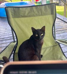 Lost Male Cat last seen s leblanc rd, Estherwood, LA 70534