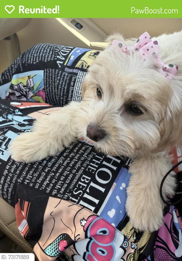 Reunited Female Dog last seen Near Woodduck Ct, San Leandro, CA 94579, USA, San Leandro, CA 94579