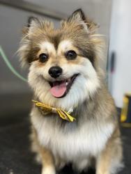 Lost Female Dog last seen Collet and golden Ave, Riverside, CA 92505