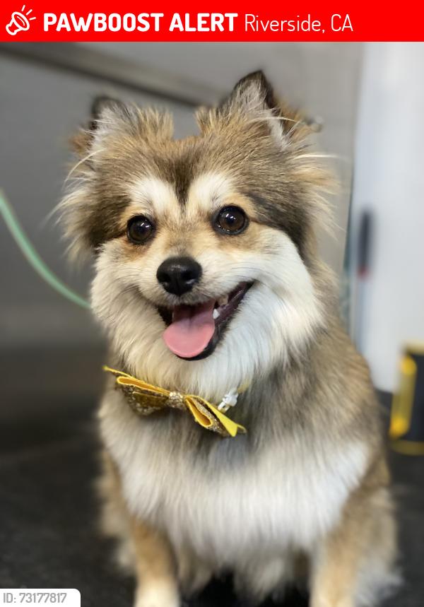 Lost Female Dog last seen Collet and golden Ave, Riverside, CA 92505