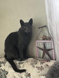 Lost Male Cat last seen Near Bonney Lane, Mount Vernon (Off of McLean Rd), Mount Vernon, WA 98273