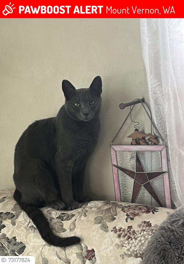 Lost Male Cat last seen Near Bonney Lane, Mount Vernon (Off of McLean Rd), Mount Vernon, WA 98273