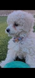 Reunited Female Dog last seen Ottawa Dr. and Seneca circle, Las Vegas, NV 89169