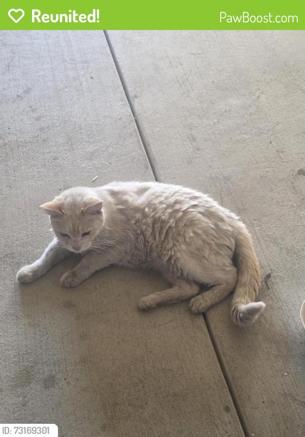 Reunited Unknown Cat last seen Gateway crossing apt, Tracy, CA 95304