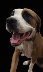Reunited Male Dog last seen Howard’s Mill Rd near Stone Horse Creek Rd, Hanover County, VA 23146