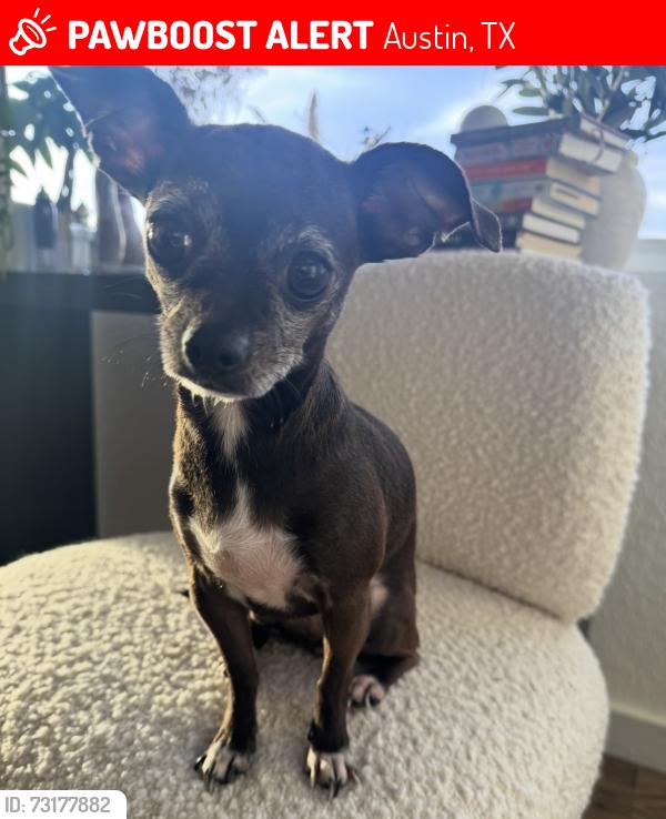 Lost Female Dog last seen Lake hills ests, Austin, TX 78733
