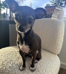 Lost Female Dog last seen Lake hills ests, Austin, TX 78733