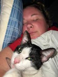 Found/Stray Female Cat last seen N Granada Ave and San Juan St, Spring Valley, CA 91977