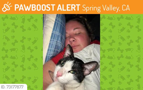 Found/Stray Female Cat last seen N Granada Ave and San Juan St, Spring Valley, CA 91977