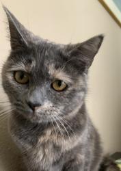Lost Female Cat last seen Bardmoor Dr, Temecula, CA 92592