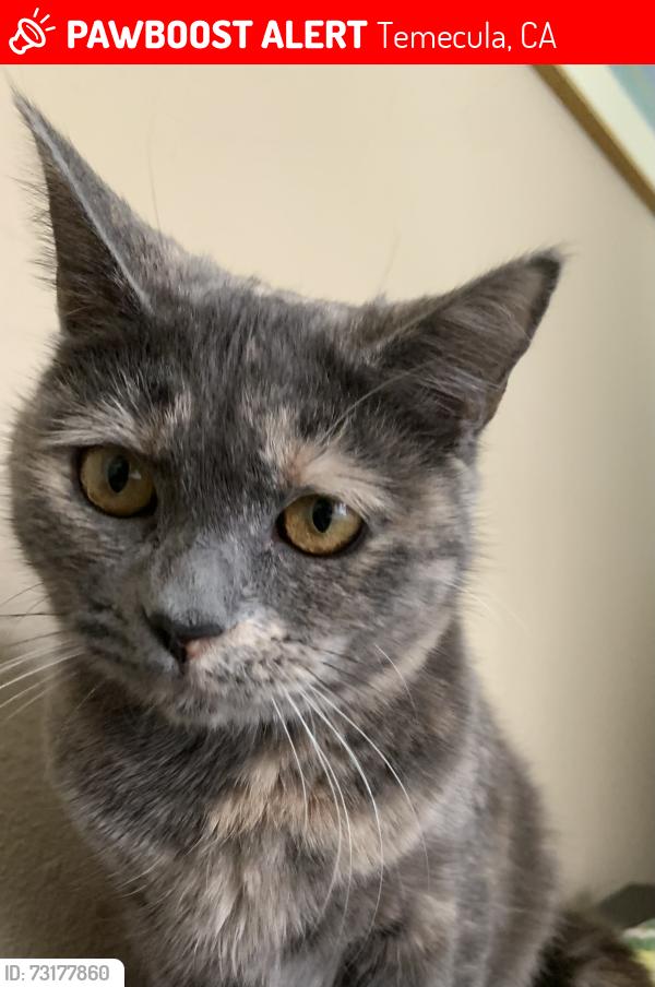 Lost Female Cat last seen Bardmoor Dr, Temecula, CA 92592
