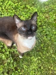 Found/Stray Unknown Cat last seen Near Buckingham St, Watertown, CT 06779