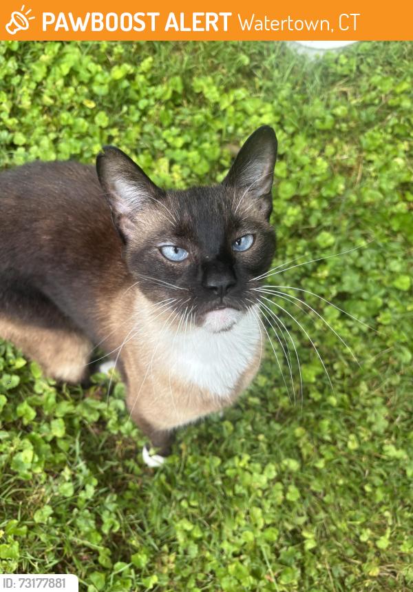 Found/Stray Unknown Cat last seen Near Buckingham St, Watertown, CT 06779
