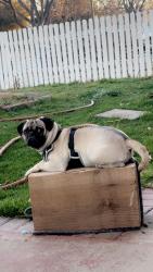 Lost Male Dog last seen Near Troy st aurora co 80011, Aurora, CO 80011