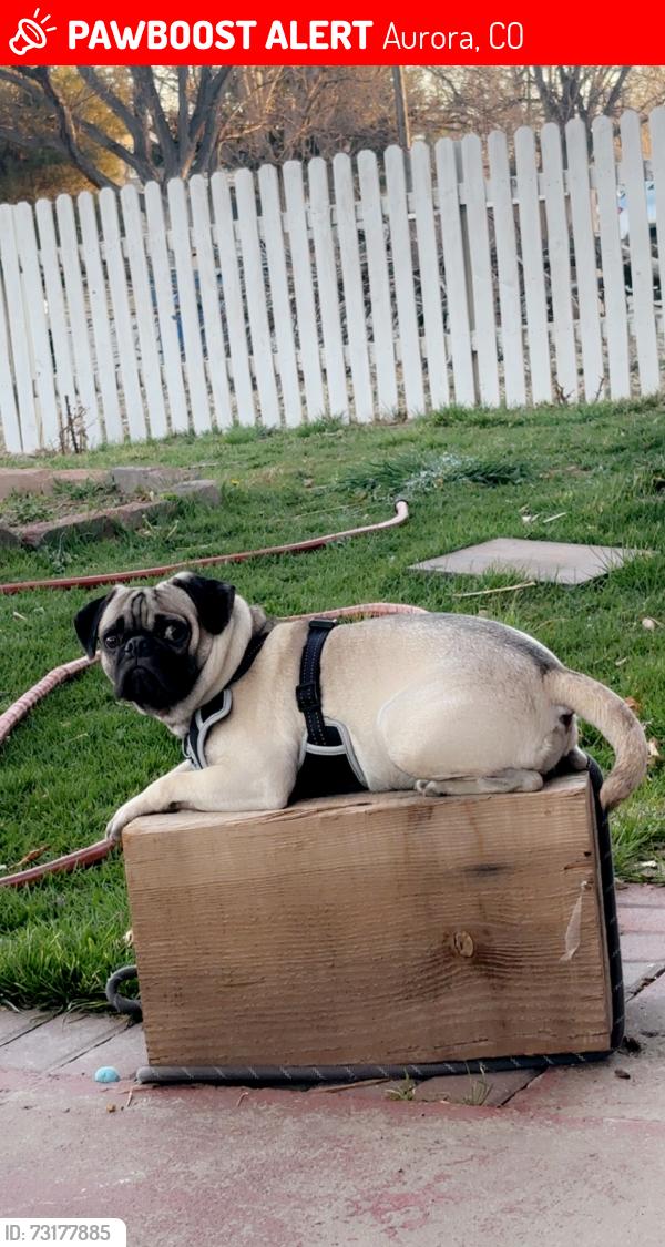 Lost Male Dog last seen Near Troy st aurora co 80011, Aurora, CO 80011