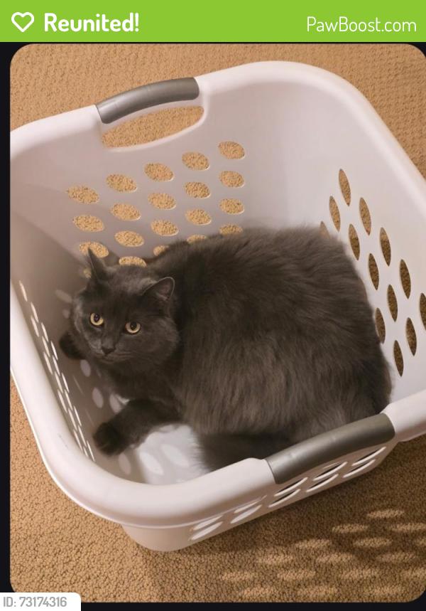 Reunited Female Cat last seen Home near Adams elementary, Boise, ID 83706