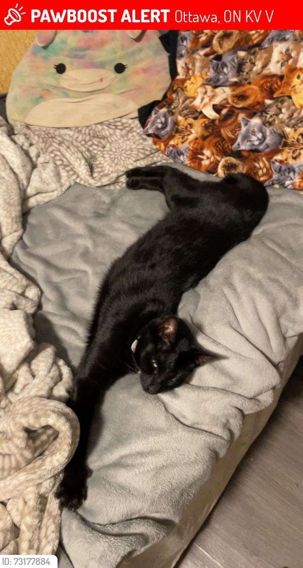 Lost Male Cat last seen Heatherington park, Ottawa, ON K1V 8V8