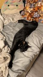 Lost Male Cat last seen Heatherington park, Ottawa, ON K1V 8V8