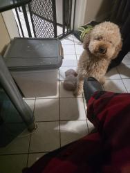 Lost Male Dog last seen Lakeshore Camp Resort, Portage, IN 46368