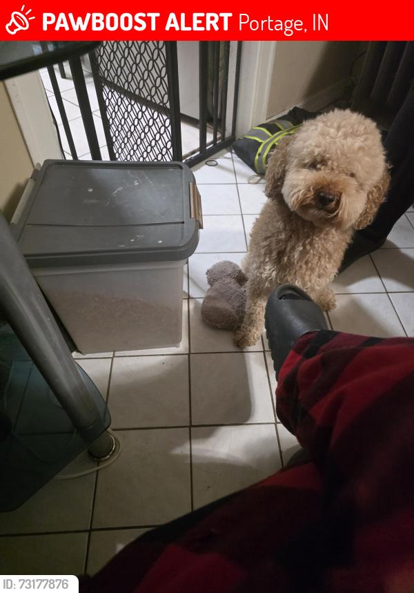 Lost Male Dog last seen Lakeshore Camp Resort, Portage, IN 46368