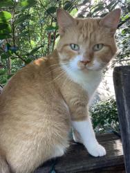 Lost Male Cat last seen Whispering Pine Rd, Little Rock, AR 72210