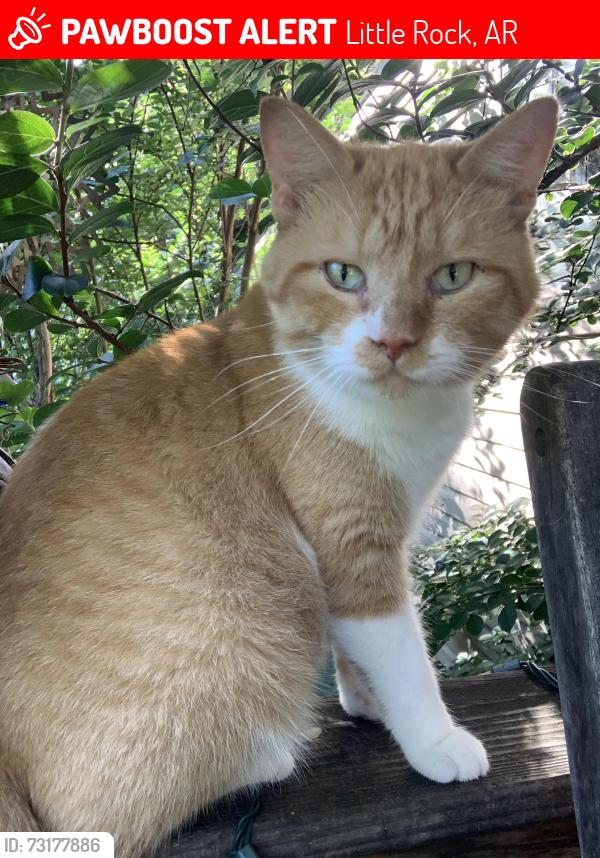 Lost Male Cat last seen Whispering Pine Rd, Little Rock, AR 72210
