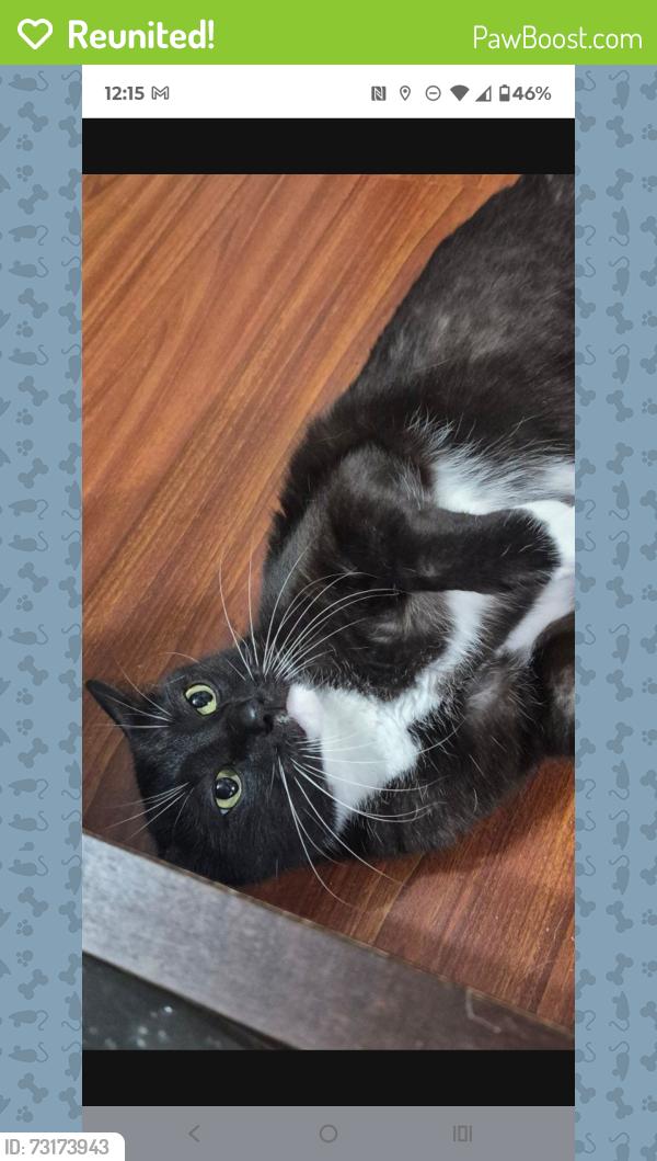 Reunited Male Cat last seen Mission village dr, Houston, TX 77083