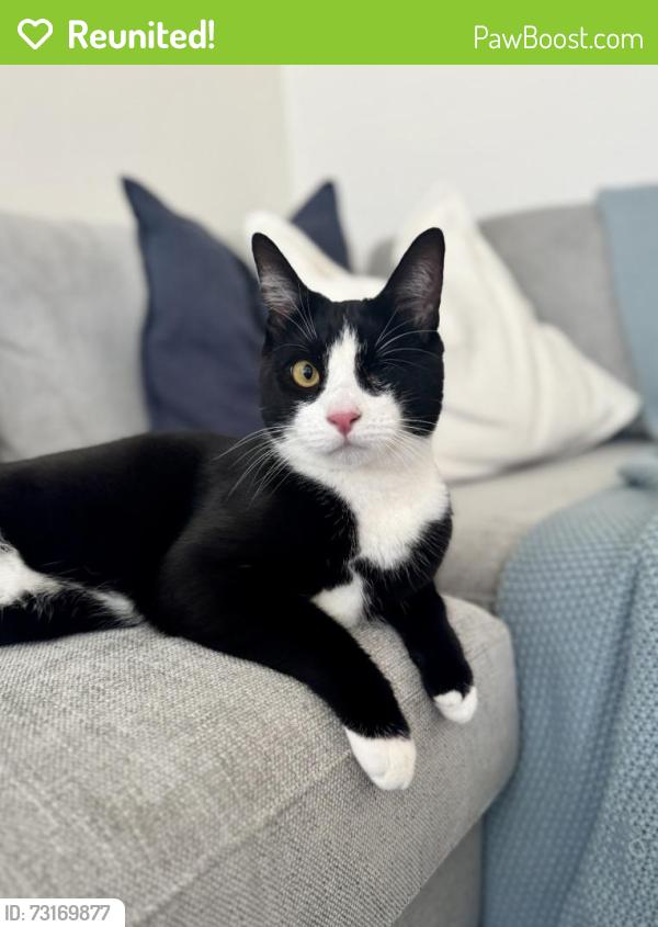 Reunited Male Cat last seen Hayley Road, West Sussex, England 
