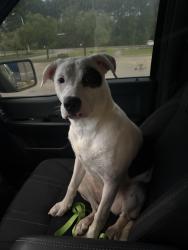 Found/Stray Female Dog last seen Running on Lejeune Blvd near Ace of Spades Restaurant, Jacksonville, NC 28540