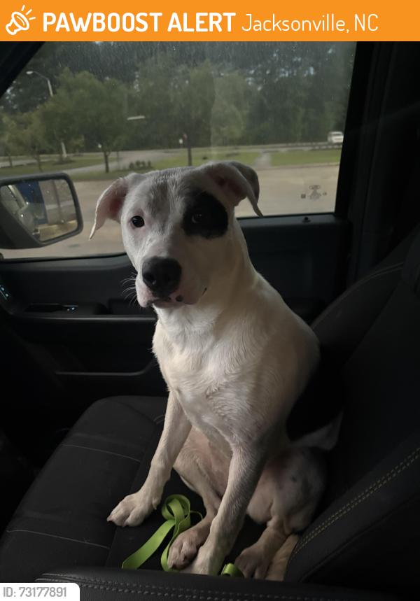 Found/Stray Female Dog last seen Running on Lejeune Blvd near Ace of Spades Restaurant, Jacksonville, NC 28540