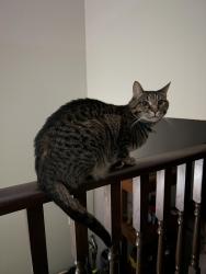 Reunited Male Cat last seen Evans Blvd south and Meadowgate Rd south, London, ON N6M 0B3
