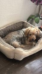 Reunited Male Dog last seen Near Spring Meadow Cove, Austin, TX 78744, USA, Austin, TX 78744