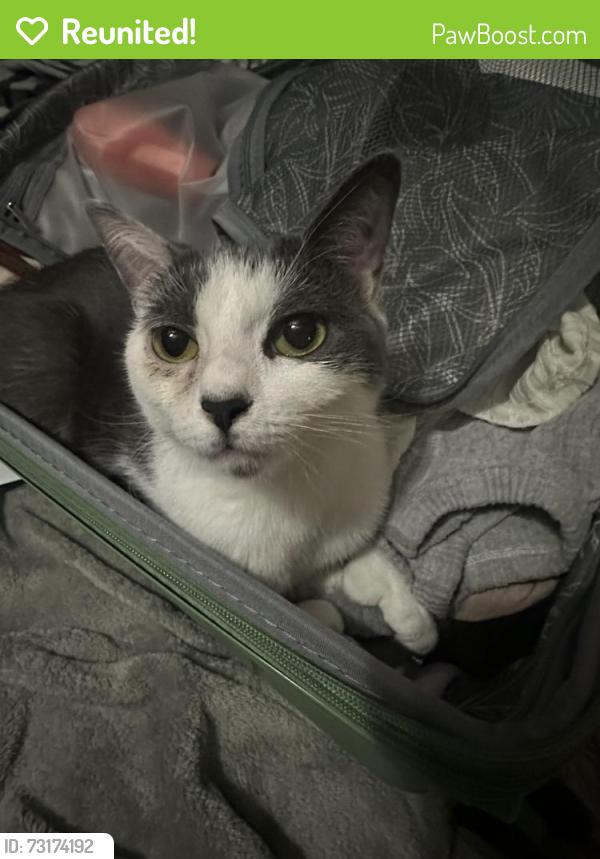 Reunited Female Cat last seen Hillside Dr, Palm Harbor, FL 34683