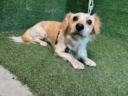Shelter Stray Male Dog last seen , 5210 W Ave I, Lancaster, CA 93536, USA
