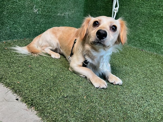Shelter Stray Male Dog last seen , 5210 W Ave I, Lancaster, CA 93536, USA