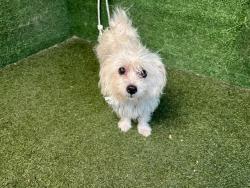 Shelter Stray Female Dog last seen , 5210 W Ave I, Lancaster, CA 93536, USA