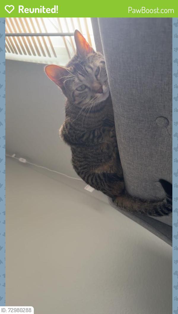 Reunited Female Cat last seen Bayview DR W/Charleston Beach RD W, Bremerton, WA 98312