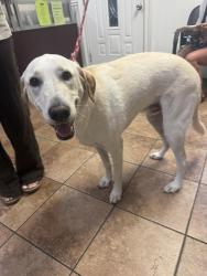 Reunited Male Dog last seen Mesa view and Luna rd, Victorville, CA 92392