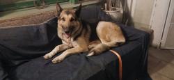 Found/Stray Male Dog last seen 83rd Street & Western, Los Angeles, CA 90047