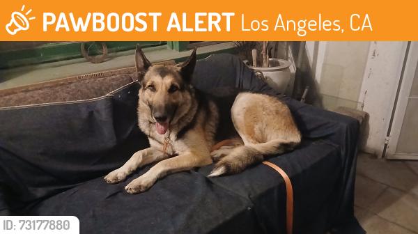 Found/Stray Male Dog last seen 83rd Street & Western, Los Angeles, CA 90047