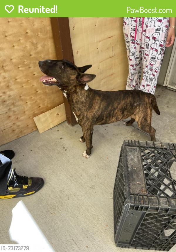 Reunited Male Dog last seen Santa Ana and Otis, South Gate, CA 90280
