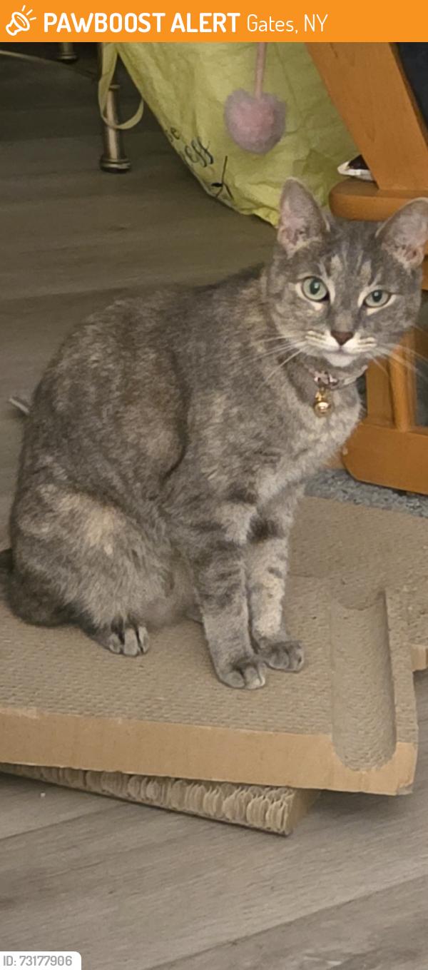 Found/Stray Unknown Cat last seen Spencerport Rd Elmgrove Rd, Gates, NY 14606